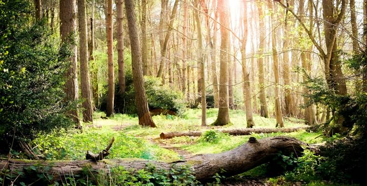 A forest with trees and grass

AI-generated content may be incorrect.